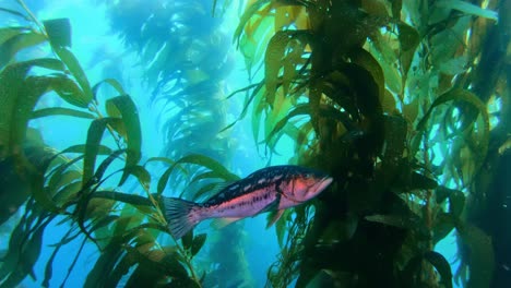 an impressive and cryptic kelp forest holds the secrets of the ocean's species