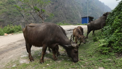 water buffalo eating weeds and grass on the side of the road in a small village of nepal