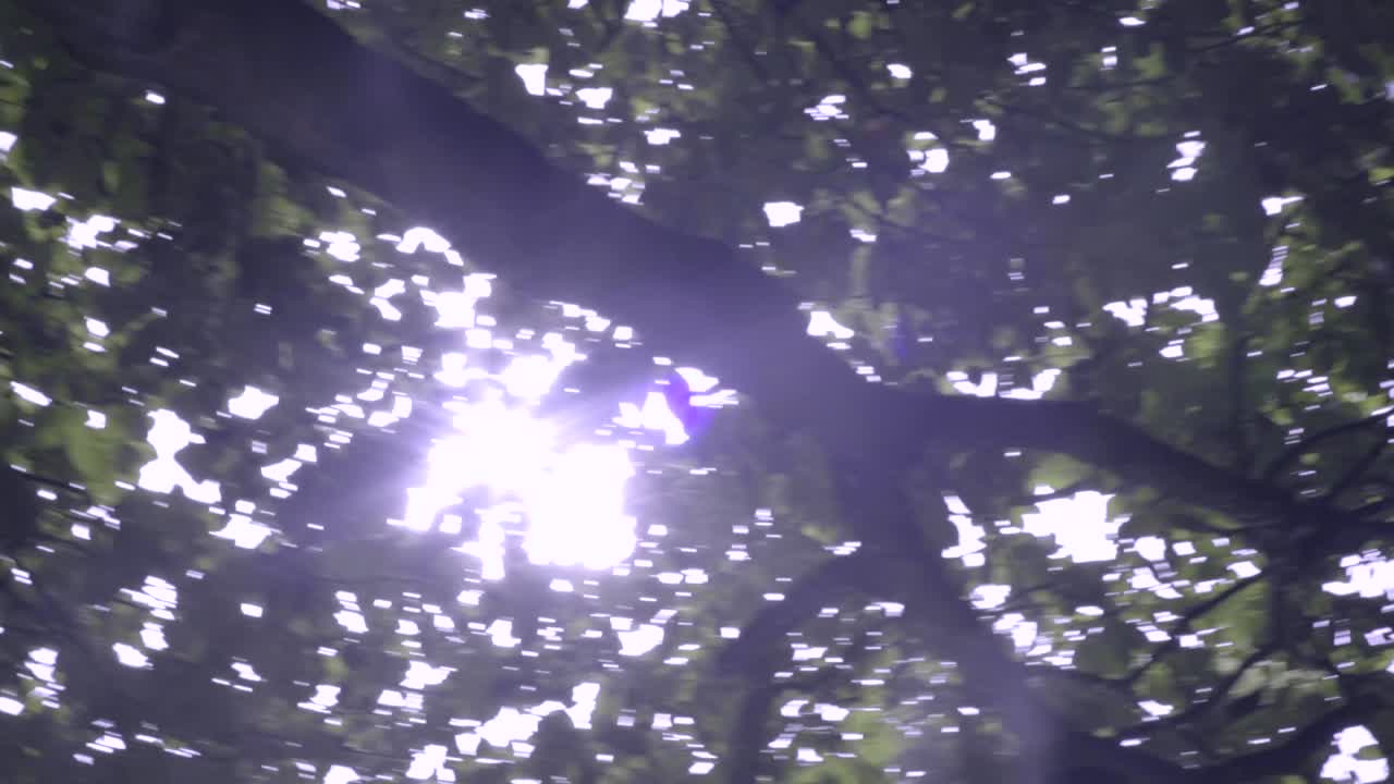 солнечный свет, пробивающийся сквозь линию деревьев в районе города-1