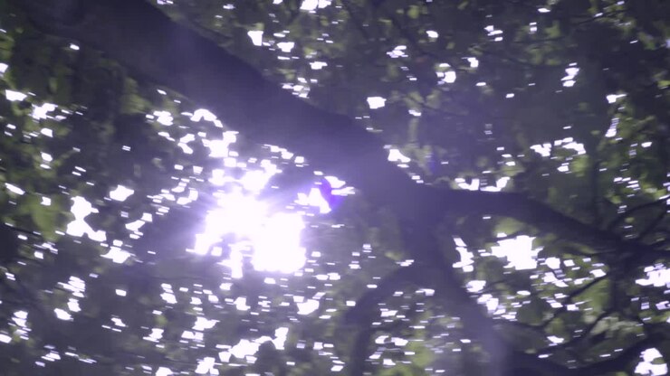 Luce solare che filtra attraverso la linea degli alberi in un'area urbana-1
