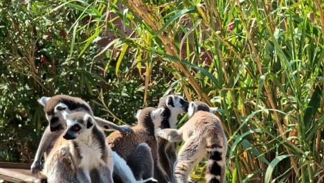 Ring-tailed-lemurs-among-green-bamboo-plants