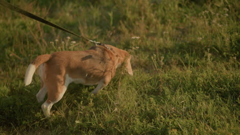 beagle dog on leash sniffing grass in natural setting, exploring greenery while being held back by someone in background, natural sunlight illuminating grassy area