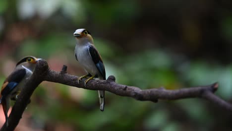 Looking-towards-the-camera-curiously-then-another-one-arrives-on-the-left-side,-Silver-breasted-Broadbill-Serilophus-lunatus,-Thailand