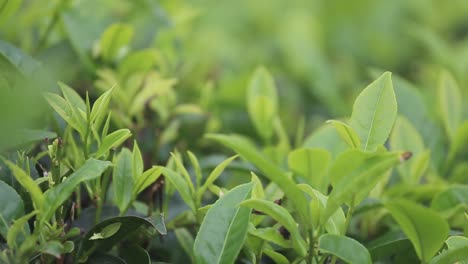 beautiful bright green tea leaves