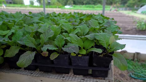 vegetable plants sit in pots on a table