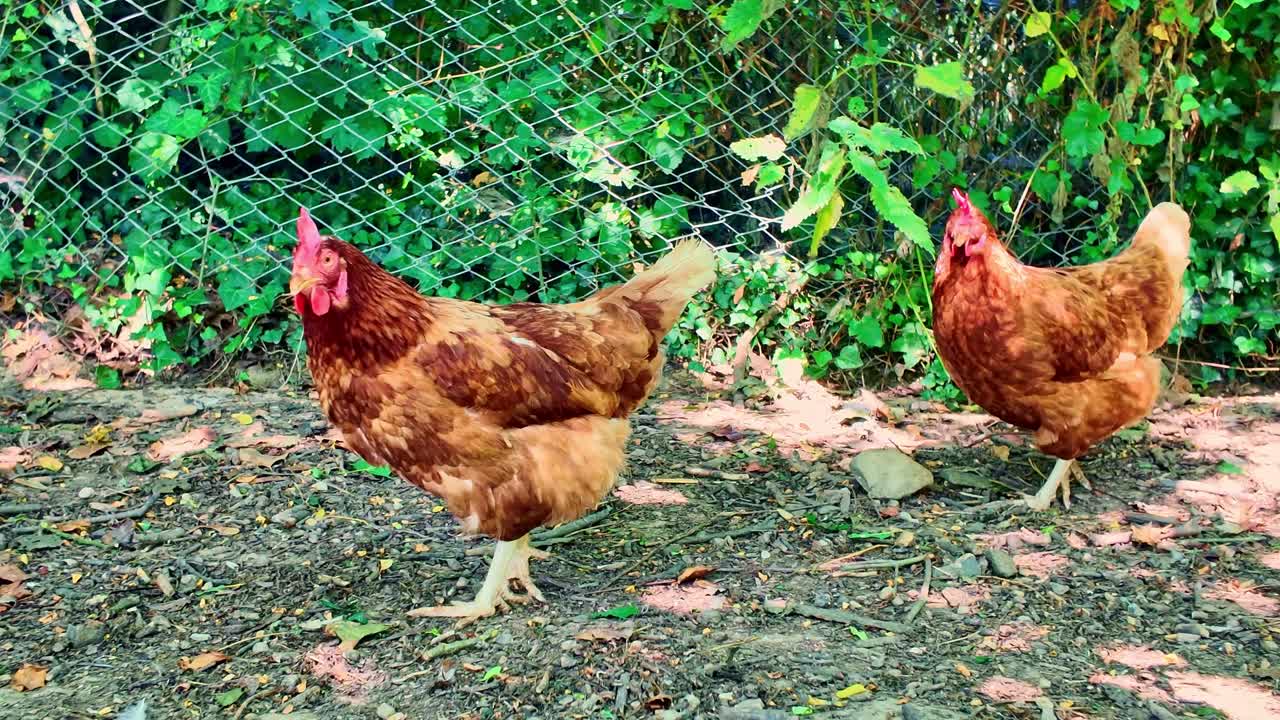 Two brown hens standing on ground inside fenced outdoor enclosure in sunny day
