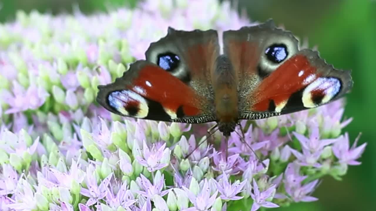 Farfalla su fiore con motivo colorato, senza persone, filmato video in stock, clip video