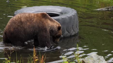 brown bear walking through a pond