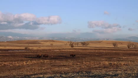 Bison-walking-along-the-plains-of-the-Rocky-Mountain-Arsenal-with-the-front-range-and-Longs-Peak-in-the-background,-Colorado,-USA