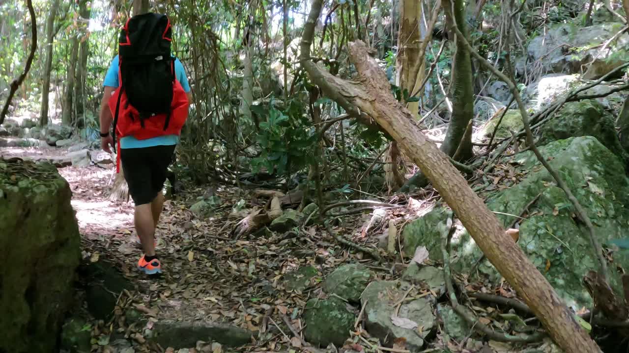 Person hiking through lush, green forest trail