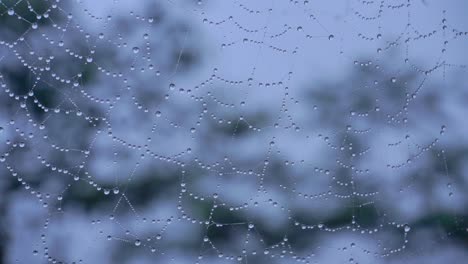 Telaraña-Cubierta-De-Rocío-Meciéndose-En-El-Viento-Con-Desenfoque