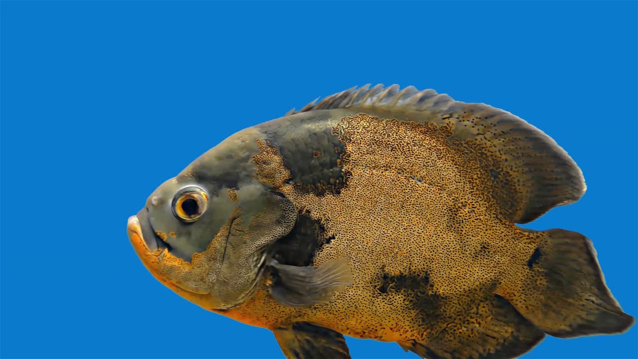 pez tropical del amazón - tigre oscar, fondo azul, pantalla azul