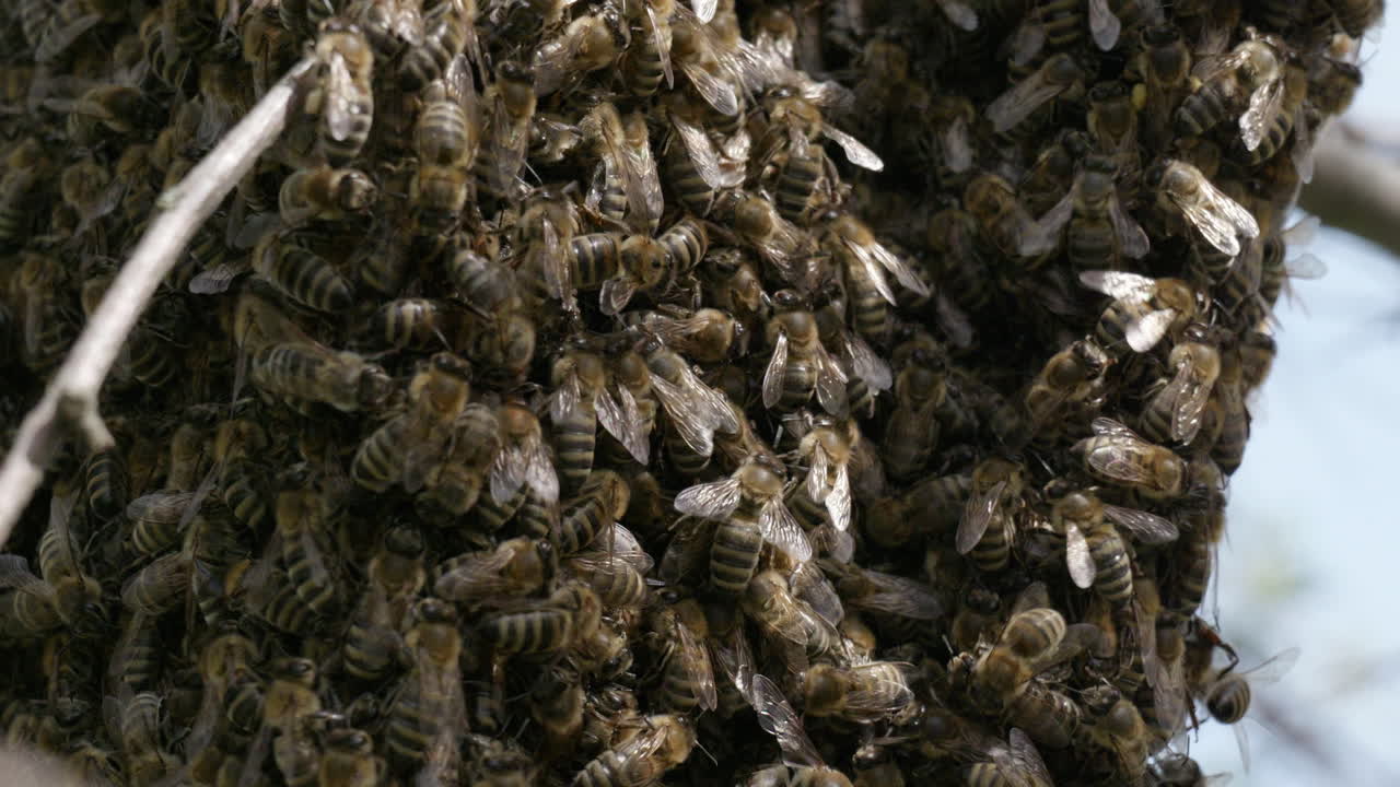 primer plano de abejas melíferas excitadas en un tronco de árbol