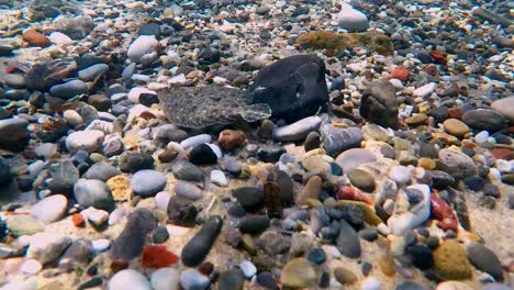 a flatfish swims above pebbles and hardly stands out because of its camouflage color