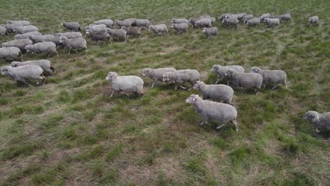 Aerial-side-pan-showing-herd-of-walking-sheeps-on-green-meadow-farm-during-daytime