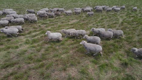 aerial side pan showing herd of walking sheeps on green meadow farm during daytime