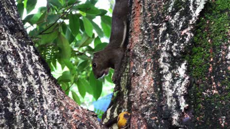 una ardilla recogiendo y comiendo plátano entre la rama del árbol