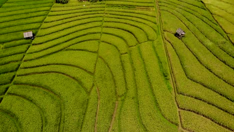 aerial pan over grass fields of indonesia