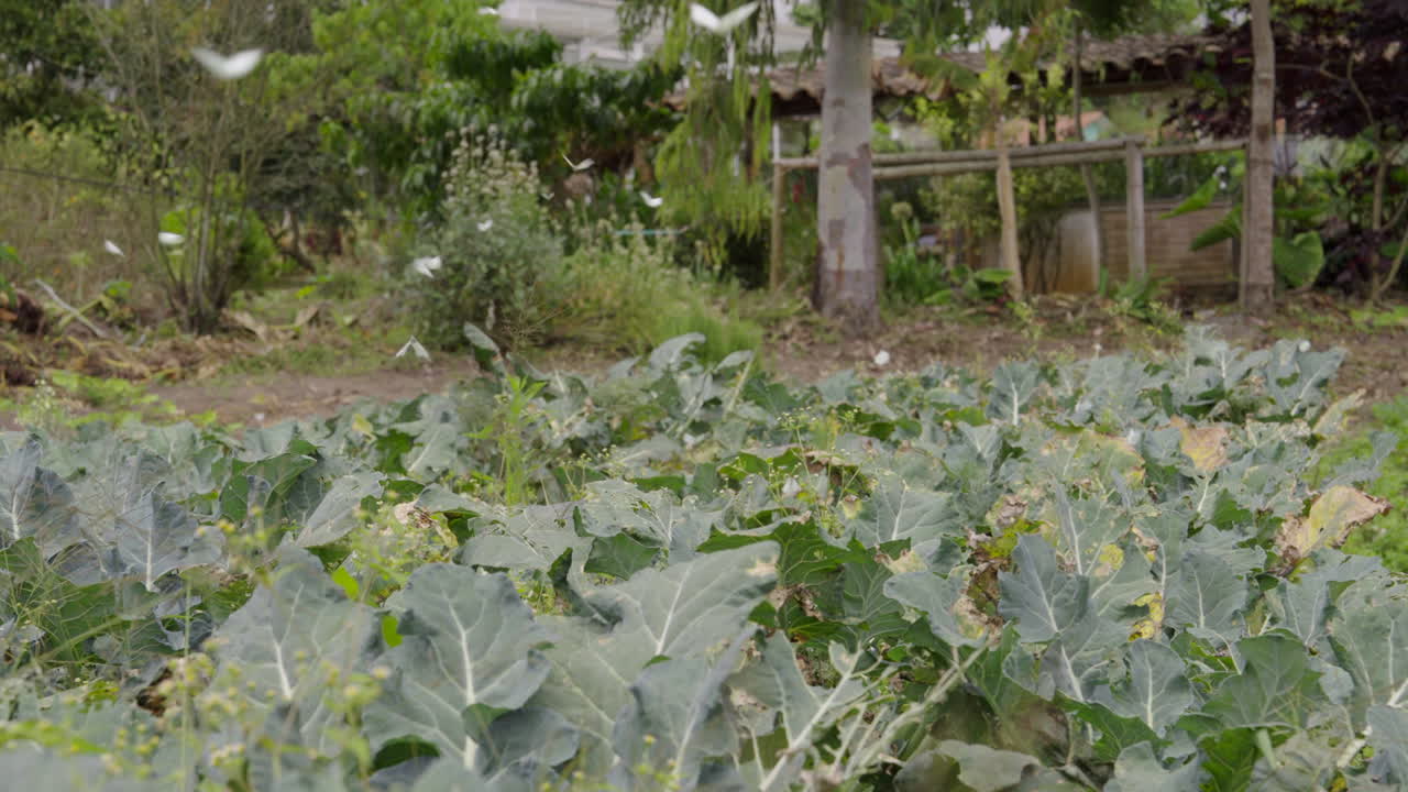 White beautiful butterflies flying . Sublime butterfly swarm mob fly over green field. Slow motion