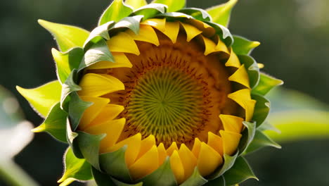 close-up of a sunflower bud starting to bloom