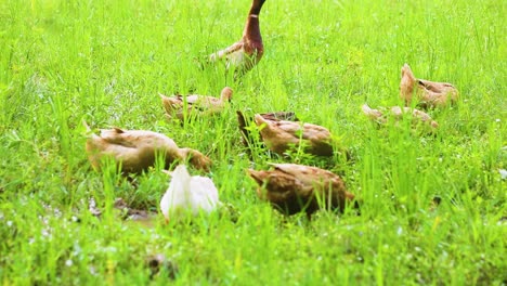 Desi-Einheimische-Enten-Grasen:-Stockente-Und-Rouen-Clair-In-Pakistan