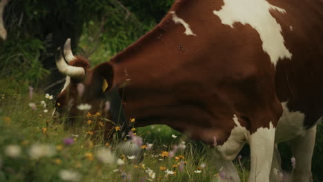 vacas pastando en un prado