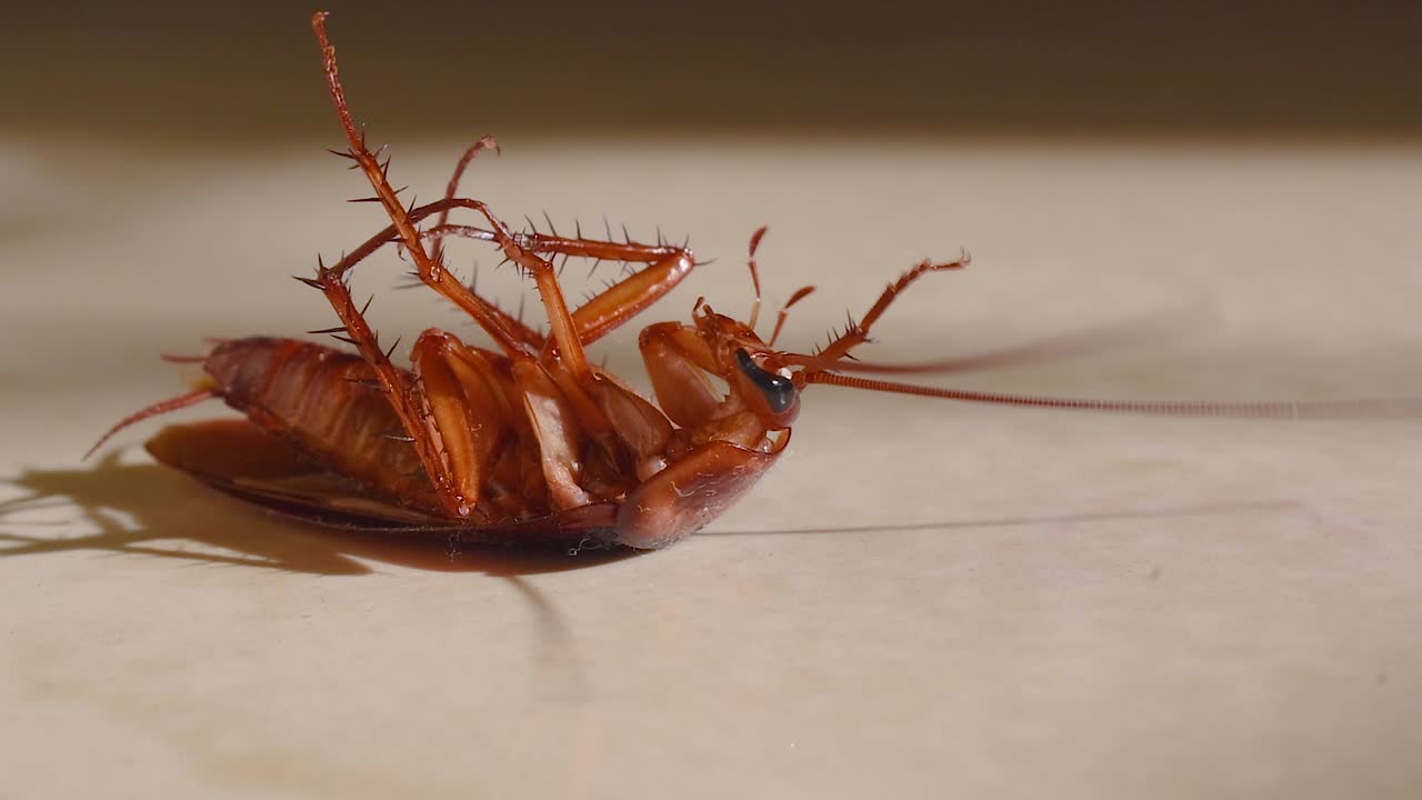 cucaracha tumbada boca abajo en el suelo de la casa y tratando de levantarse y pararse de cerca, cucaracha de la casa tumbada boca abajo en la alfombra del suelo