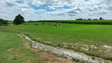 Abfluss-Auf-Einer-Wiese-Mit-Kühen