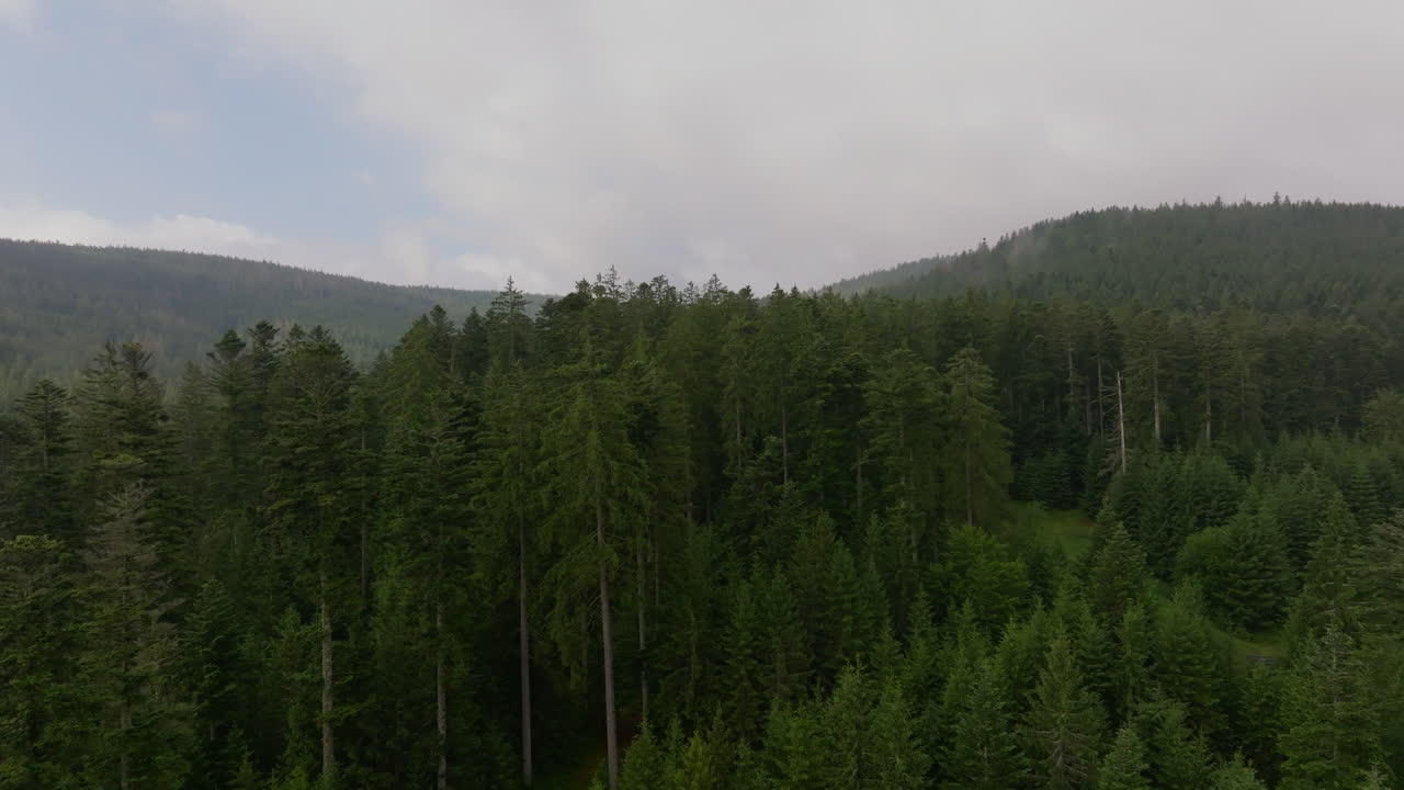 Vista aerea di una foresta verde lussureggiante in montagna in una giornata nuvolosa