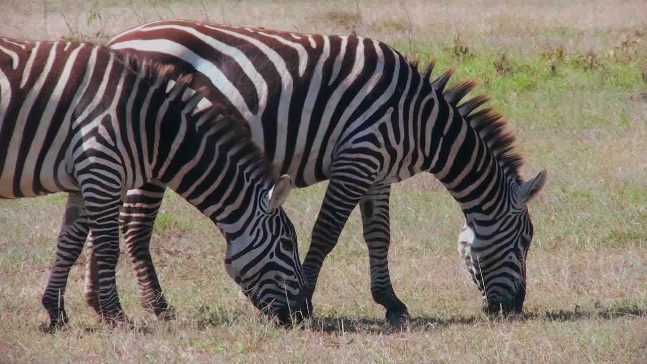 dos cebras pastan en un campo en áfrica