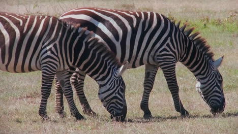 Dos-Cebras-Pastan-En-Un-Campo-En-África