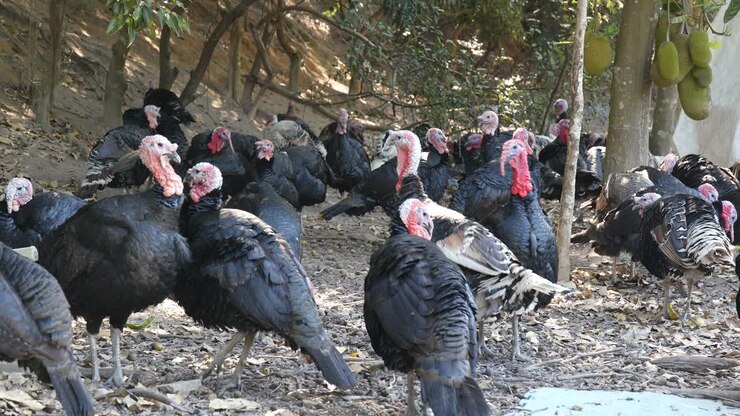 Black turkey birds