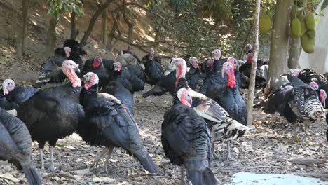 aves de pavo negro