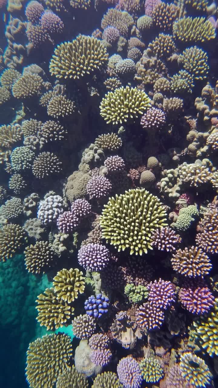 Aerial view of vibrant coral reefs beneath clear blue water, showcasing natural beauty