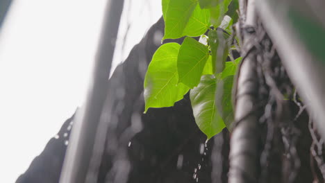 raindrops falling on vibrant plants beneath a sheltering roof adorned with pipes