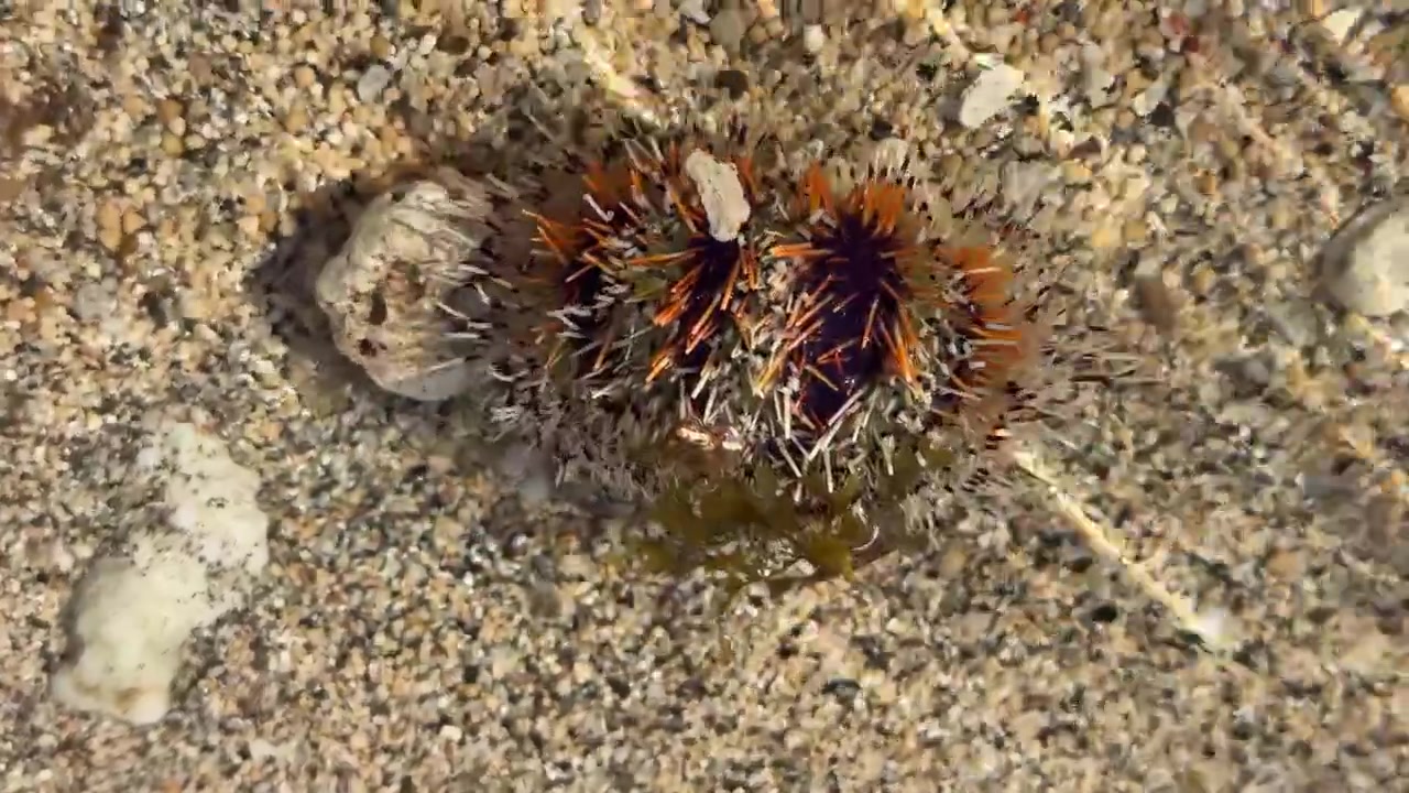 Riccio di mare posato sul fondale sabbioso in acque poco profonde