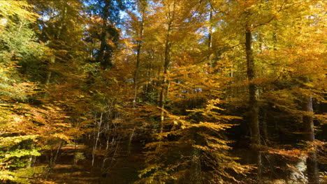 Volando-A-Través-Del-Hermoso-Bosque-Otoñal-De-Los-Bosques-De-Jorat-Cerca-De-Lausana,-Vaud,-Suiza