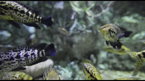 tropical fish in aquarium