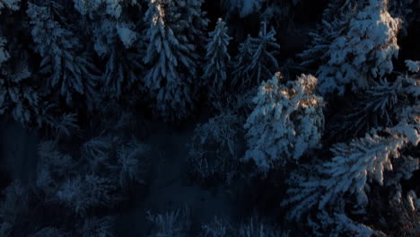 Flight-over-snowy-tree-tops-on-a-early-winter-morning