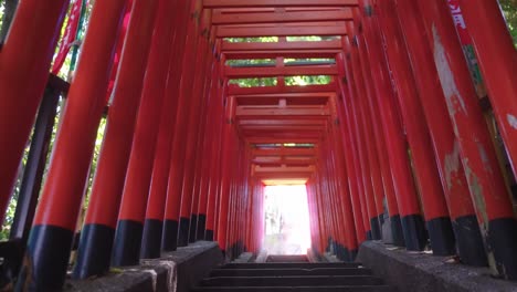 tilt reveal of torii gates in hei shrine, tokyo, bright summer day in japan