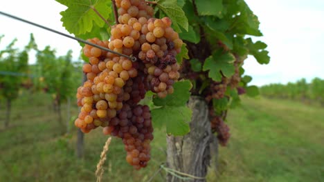 uvas cultivadas en los viñedos de las afueras de ribeauvillé