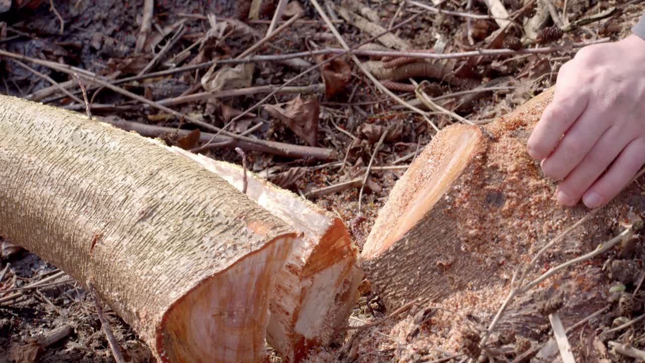 낮에 숲에서 접을 수 있는 손 톱을 사용하여 목재를 자르는 남자 손