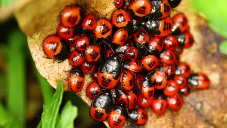 Stinkwanzennymphen-In-Einem-Cluster-Auf-Einem-Blatt