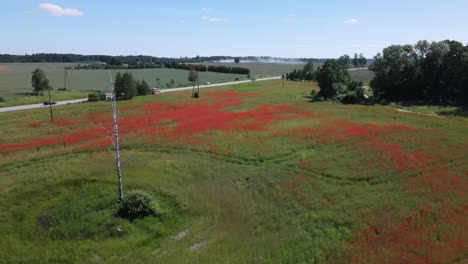 Video-4k-De-La-Carretera-Cerca-Del-Campo-De-Amapolas-En-Un-Dron-En-Un-Día-Soleado-De-Verano