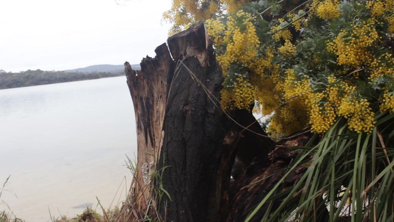 Un ceppo d'albero stagionato si erge accanto a vivaci fiori gialli, affacciandosi su un lago tranquillo. Ideale per contenuti ambientali o articoli di viaggio.