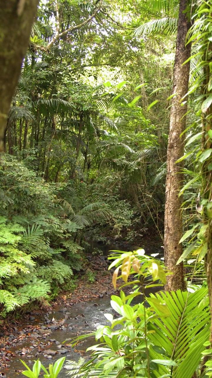 Inquadratura media fissa di un piccolo ruscello della giungla che scorre attraverso una fitta vegetazione della foresta pluviale tropicale