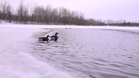 ganada goose swiming on a frozen lake