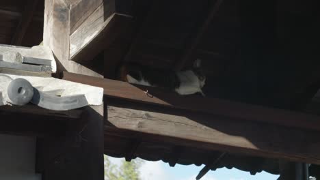 Un-Gato-Encontrando-Un-Respiro-Del-Calor-A-La-Sombra-Del-Templo-Japonés---Toma-De-ángulo-Bajo