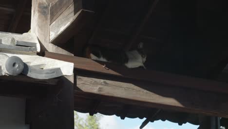 a cat finding respite from the heat in the shade of japanese temple - low angle shot
