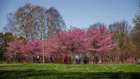 People-Enjoying-The-Sakura-Trees-Blooming-Riga-City-Park-In-Latvia